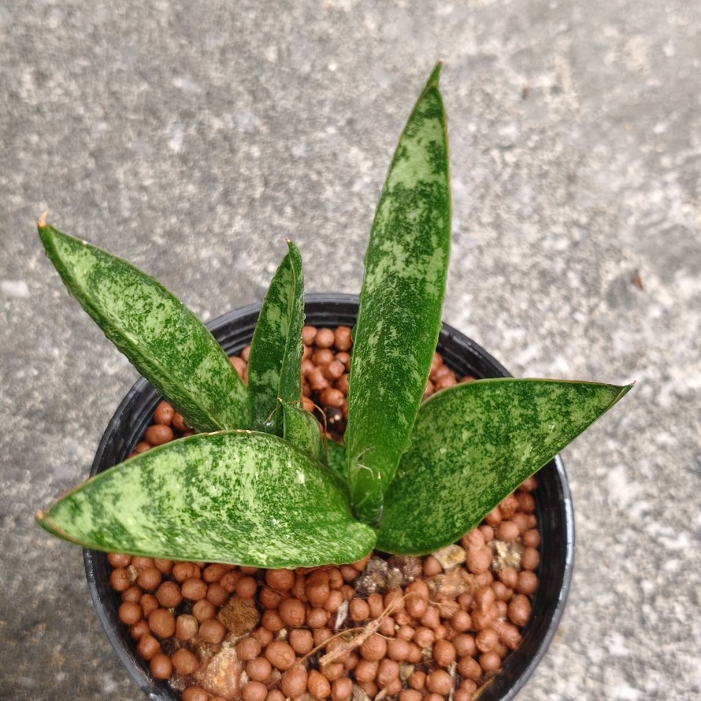 ลิ้นมังกรแคระ Sansevieria เจ้าหญิง ราคา40บาทกระถาง4นิ้ว