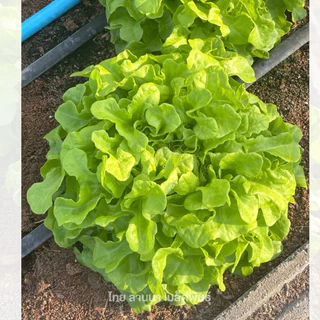 เมล็ดพันธุ์ผักสลัด กรีนโอ๊ค พันธุ์เคอแร็นท์ ( 302 ) ( ขนาด 0.5 กรัม ) ( เมล็ดเปลือย ) รหัสสินค้า 3009