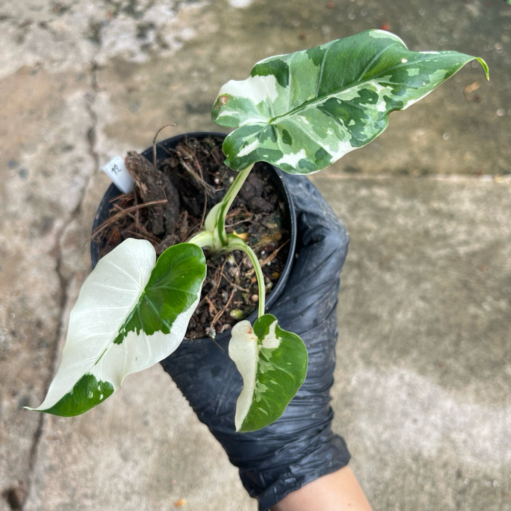 alocasia okinawa silver บอนโอกินาว่าซิลเวอร์ โอกินาว่า ต้นแม่นำเข้าจากญี่ปุ่น ต้นแข็งแรง