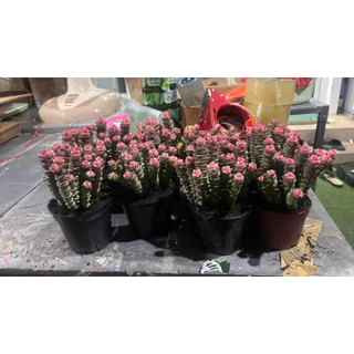 รอบใหม่พร้อมส่ง14-8-26 ขนาด3นิ้ว 5-10ต้น Crassula Baby necklace. #สปริงชมพู #หนอนสปริงน่ารักแน่นๆๆ4นิ้ว☀️ยิ่งสีออก