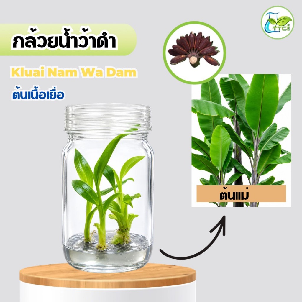 กล้วยน้ำหว่าดำ ต้นเนื้อเยื่อ เซต 5 ต้น (แพ็กเกจถุง)