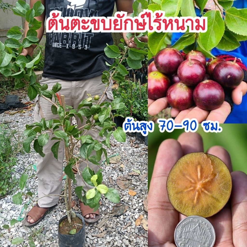 ต้นตะขบยักษ์ไร้หนามเวียดนาม (กิ่งตอน) ต้นไซส์ใหญ่สูง 70-90 ซม.