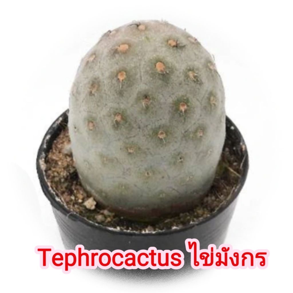 ไข่มังกร Tephrocactus geometricus (ไม่ใหญ่ size M) แคคตัส อยู่ในกระถาง 2.5 นิ้ว ส่งทั้งกระถาง