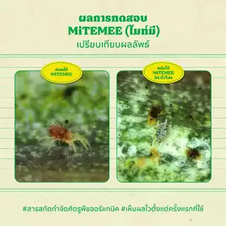 ไมท์มี (mitemee) 100 ml สารสกัดธรรมชาติควบคุมไรศัตรูพืช ไรแดงกุหลาบ ไรขาว ไรสนิมส้ม ไรสี่ขา เอสวี ไบโอเทค - SV BIOTECH