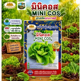 เมล็ดพันธุ์ ผักสลัด ตราภูเขาทอง (มากกว่า25ชนิด) เรดโอ๊ค กรีนโอ๊ค ผักเคล เคลใบหยิก บีทรูท มินิคอส ผัก