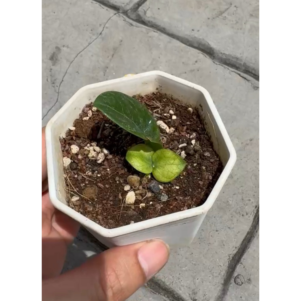 กวักมรกตแคระด่างเนื้อทอง (Zz Dwarf Variegated)