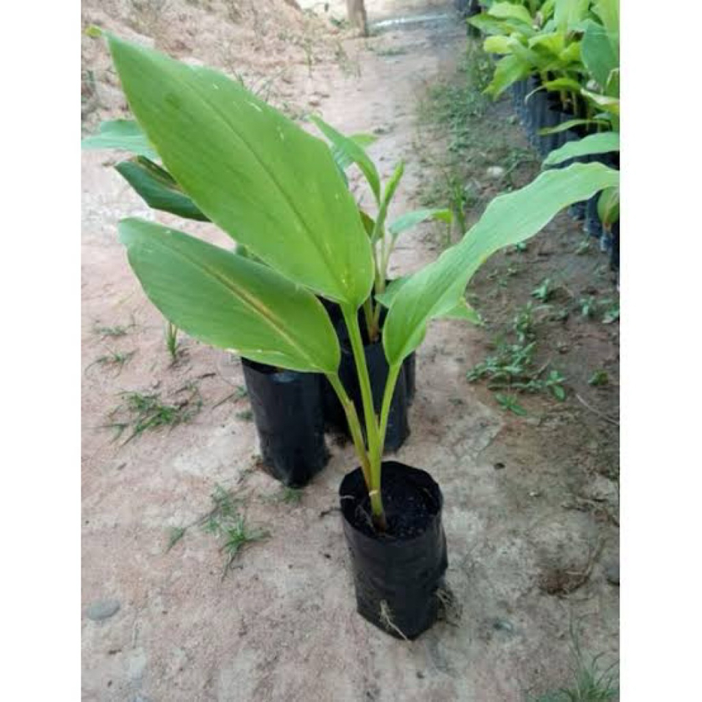 🌿 ต้นกล้ากระชายขาวสด ปลูกง่าย โตไว 🌿 10 แถม 1