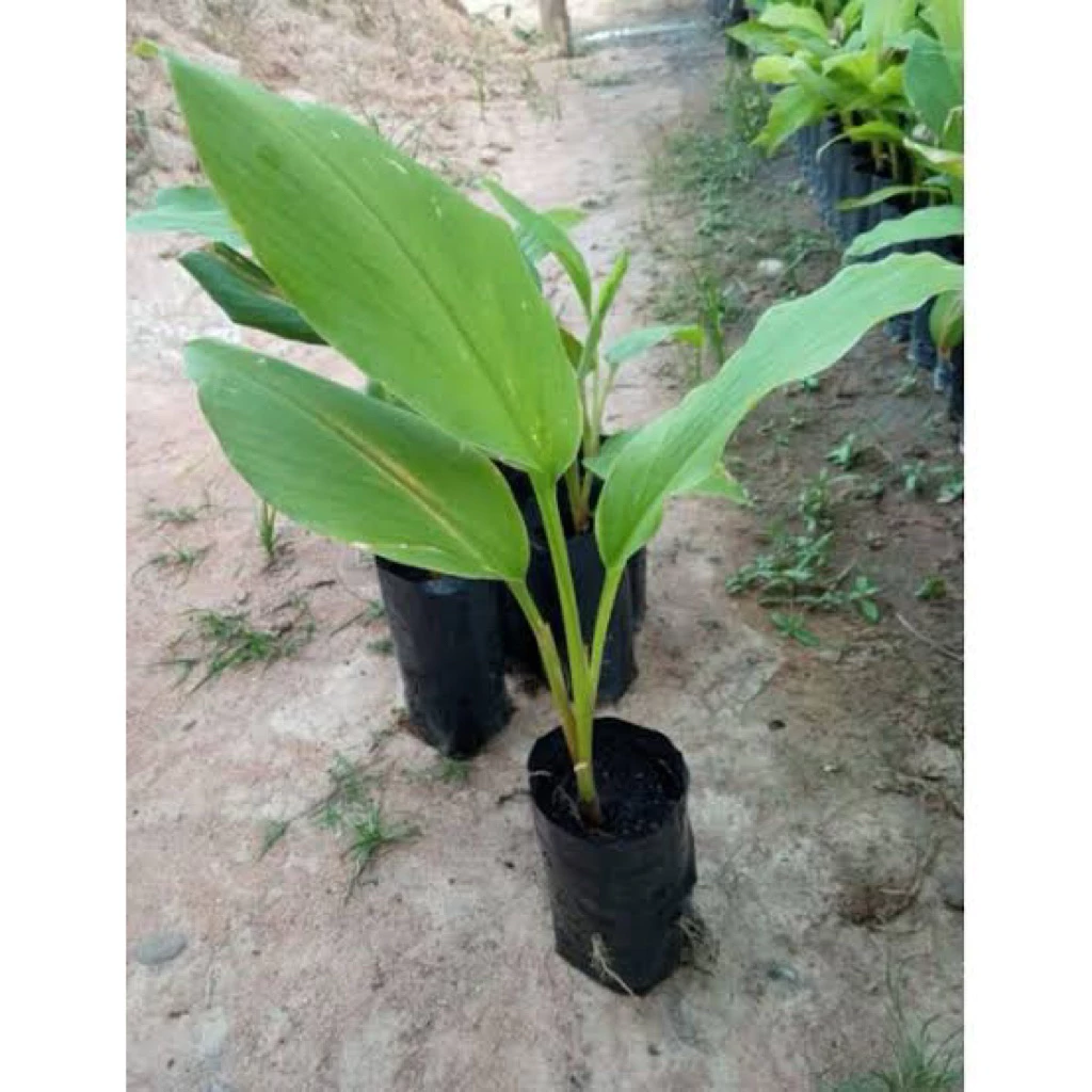 🌿 ต้นกล้ากระชายขาวสด ปลูกง่าย โตไว 🌿 10 แถม 1