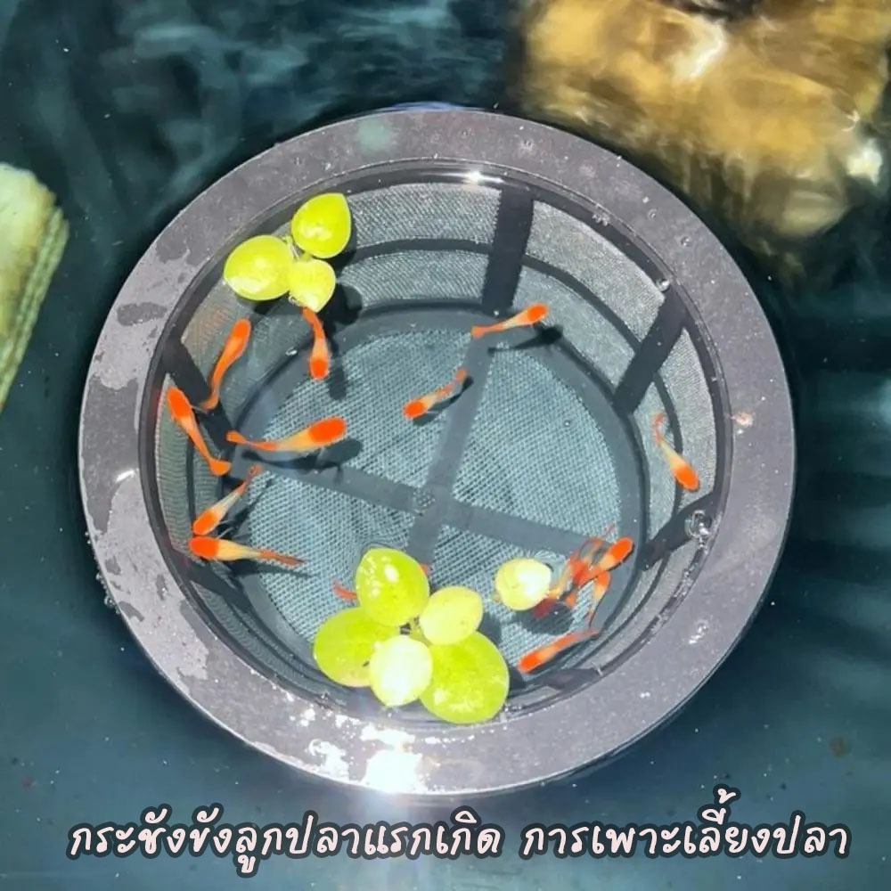 กระชังลูกปลาแรกเกิด ช่วยแยกลูกปลา กระชังคัดแยกปลา แบบลอยน้ำ เลี้ยงปลา แยกปลาป่วย อุปกรณ์เพาะพันธุ์ปลา ปลากัด ปลาหางนกยูง