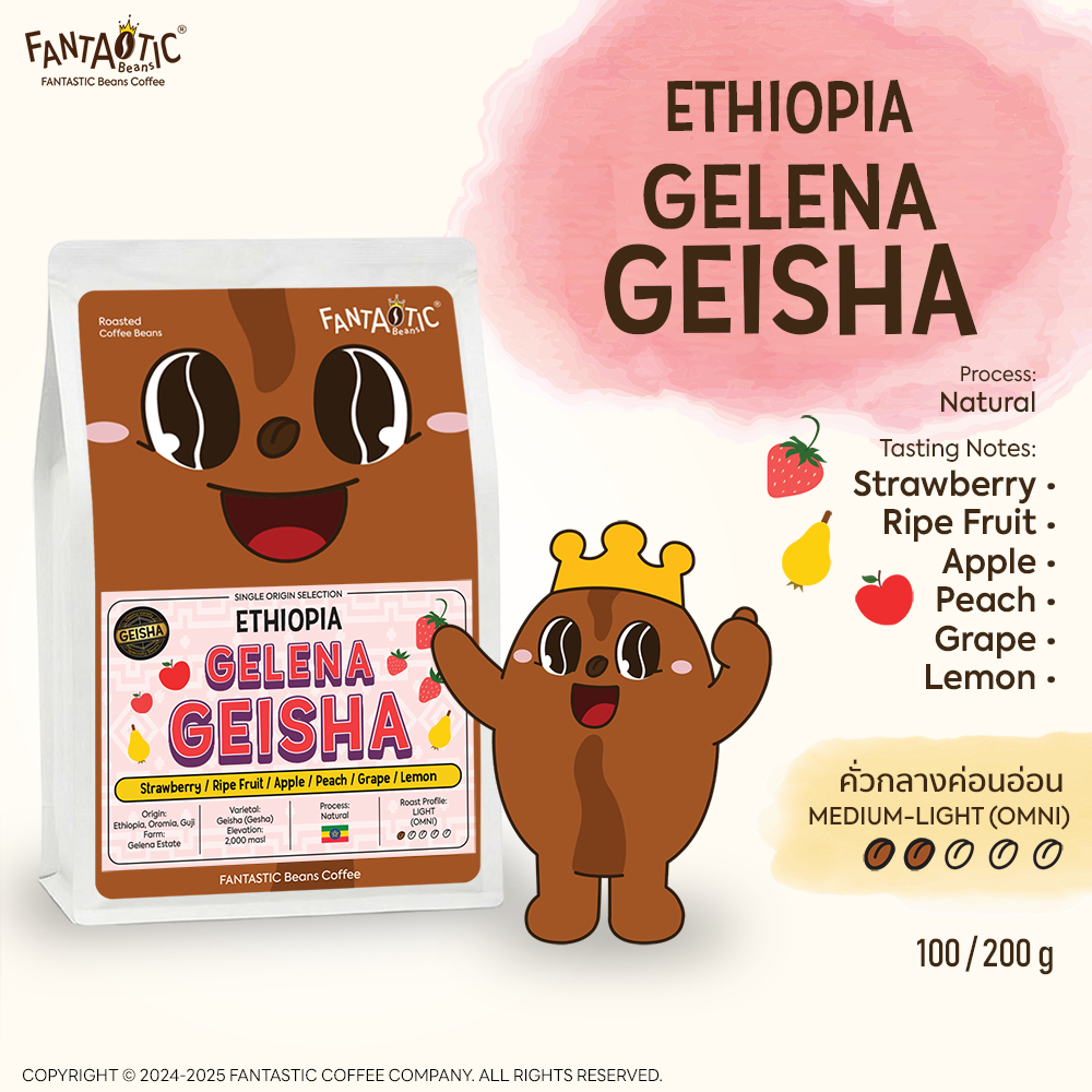 เมล็ดกาแฟ Ethiopia Guji Gelena Geisha (คั่วกลางอ่อน) FANTASTIC Beans Coffee