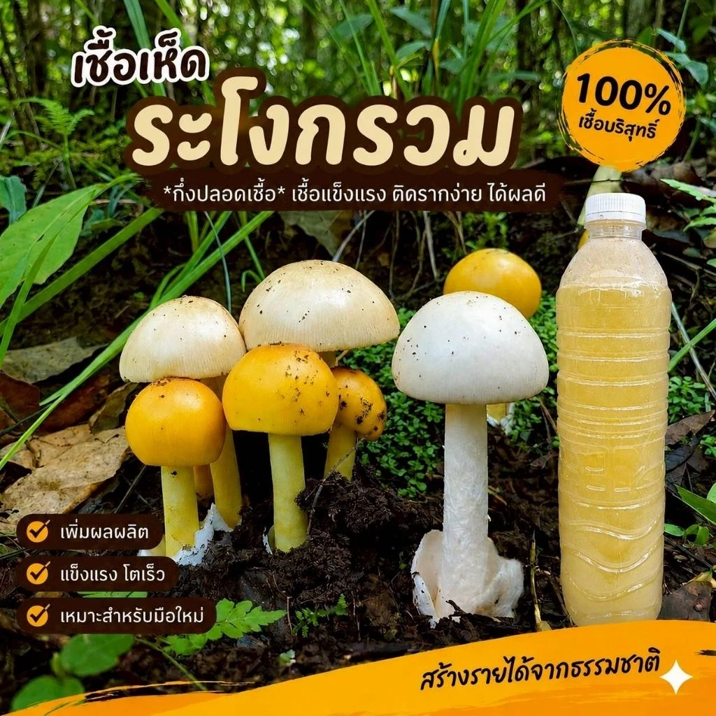 เชื้อเห็ดระโงกรวม | สูตรเส้นใยบริสุทธิ์ เดินเชื้อเร็ว | โอกาสเกิดสูงขึ้น 600มล. | สูตรเฉพาะ