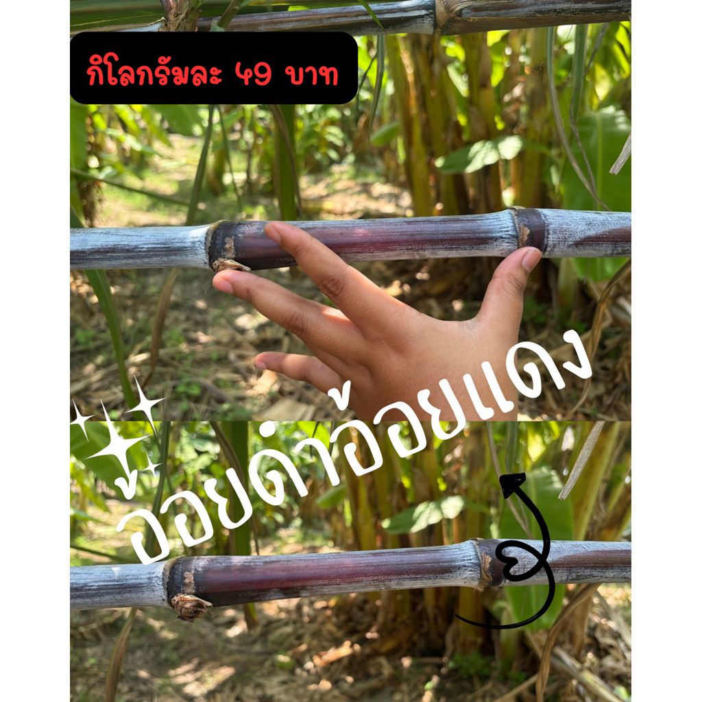 อ้อยยารักษาโรคไต อ้อยดำอ้อยแดง 1 กิโลกรัมละ 49 บาท(สำหรับต้มทาน) ตัดเป็นท่อนยาวประมาณ15ซ.ม. ตัดสดทุกออเดอร์