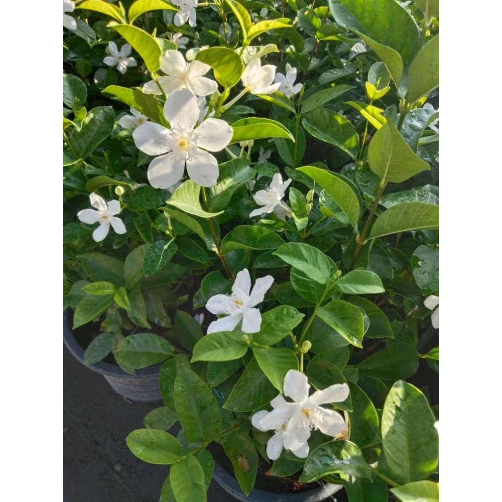 พุดพิชญา (Wrightia antidysenterica)