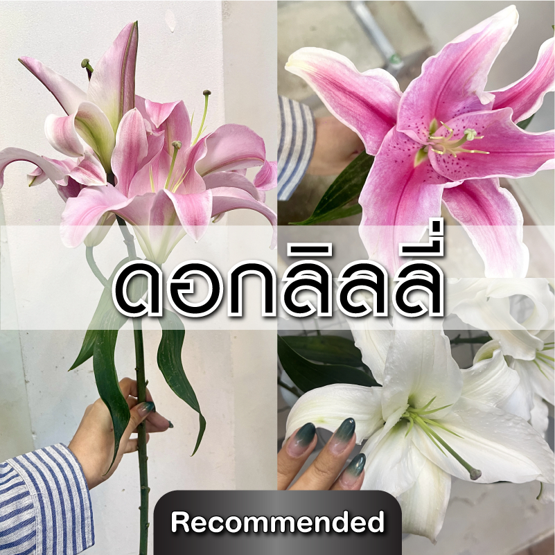 ⏰ส่งใน2ชม | Lily ดอกลิลลี่ (ดอกไม้สด) - ดอกเดี่ยว (10ก้าน/1ช่อ) ดอกช่อ (5ก้าน/1ช่อ) - สดสวย อลังการ คัดคุณภาพ