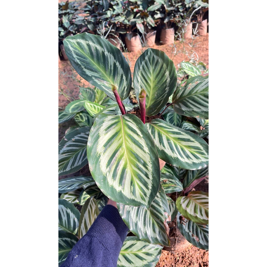 คล้าโคล่า (Calathea Cora)จัดส่งแบบถุง