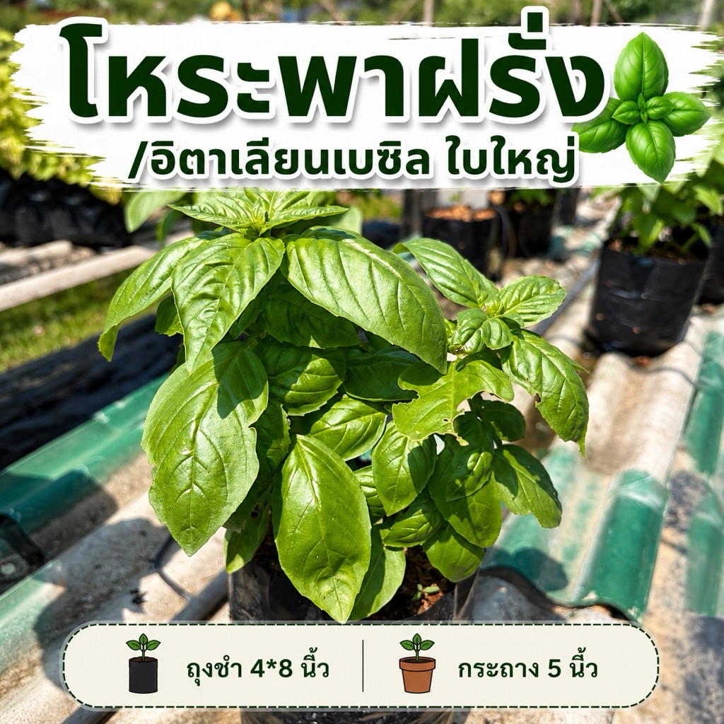 ต้นโหระพาฝรั่ง  #อิตาเลี่ยนเบซิล Italian Basil /sweet basil  (สีเขียว, สีแดง)  H30