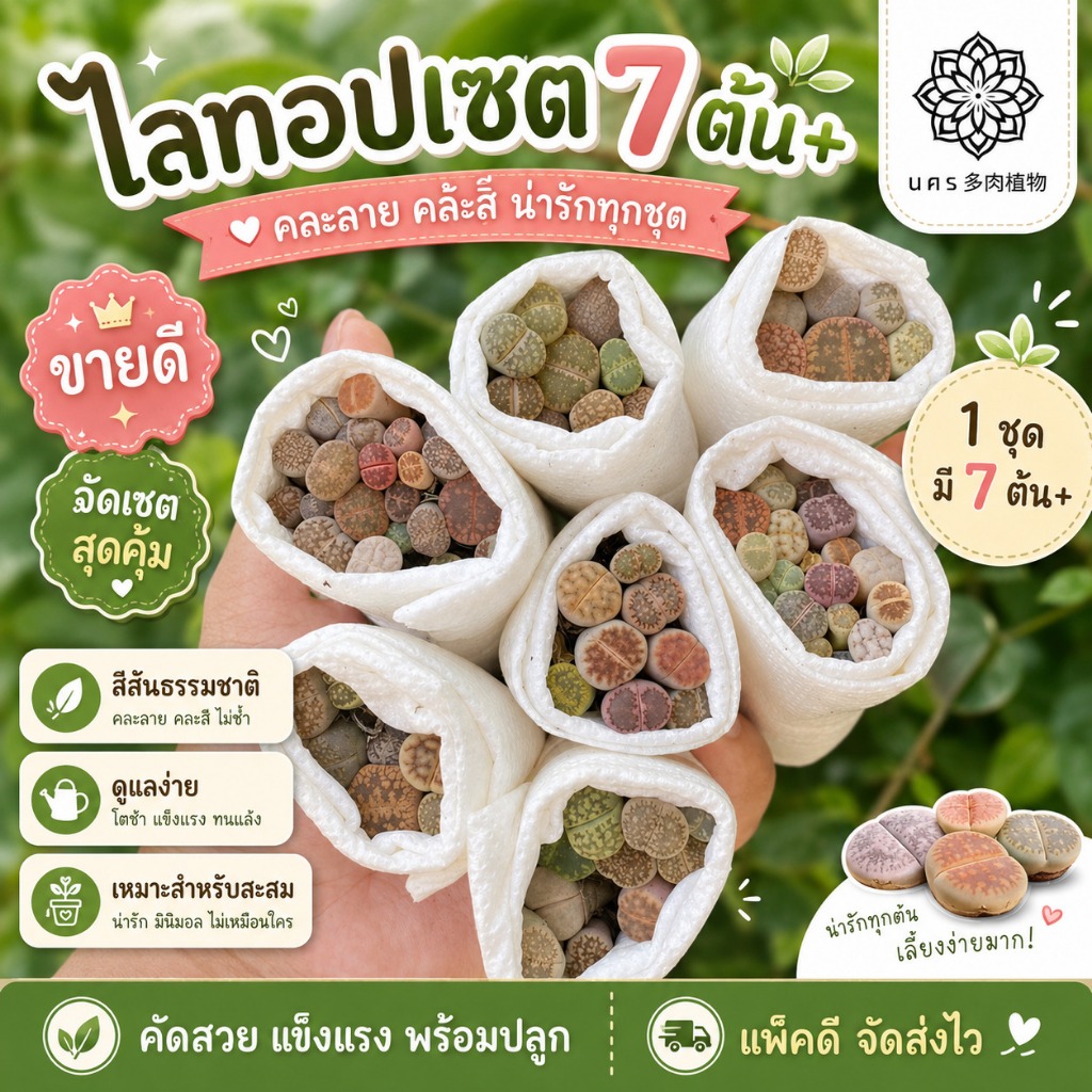 พรีออเดอร์ (สุ่ม)ไลทอปมิกซ์ Lithops ไลทอป ไลทอปยกพอต ไลทอปพอตจิ๋ว ไม้อวบน้ำ ราคาถูก แคคตัส กระบองเพชร