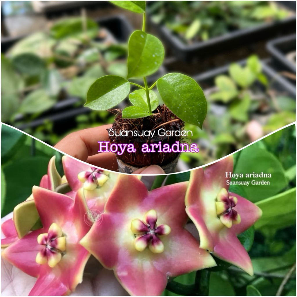 Hoya ariadna โฮยากลุ่มดาวดอกสีสวยละมุนตา น่าสะสม จัดส่งในกระถาง 1 นิ้ว
