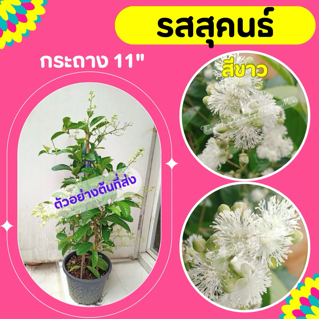 ต้นรสสุคนธ์ ไม้เลื้อย กระถาง 11 นิ้ว