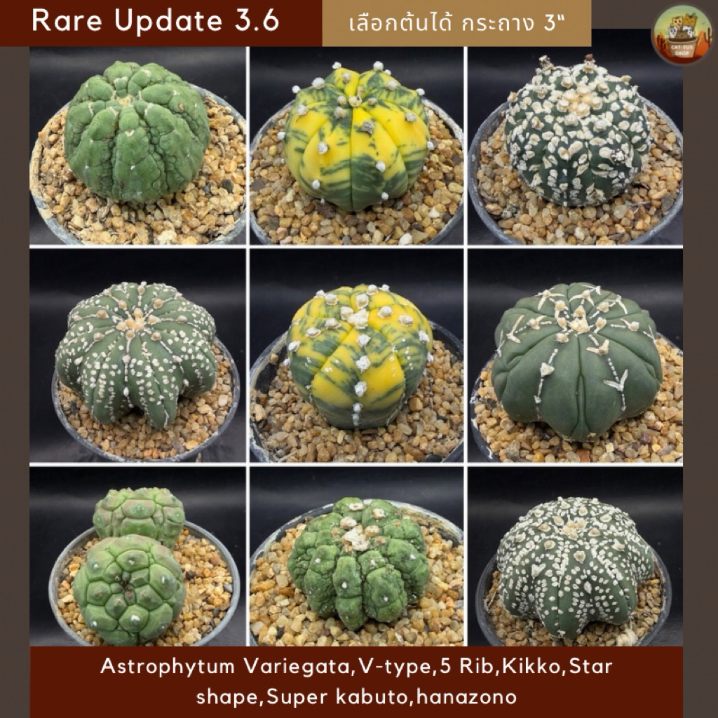 [Update 3.6] Rare แอสโตรคัดเกรดหลากหลายฟอร์ม Astrophytum เลือกต้นได้ ต้นกระบองเพชร Cactus ไซส์กระถาง 3 นิ้ว