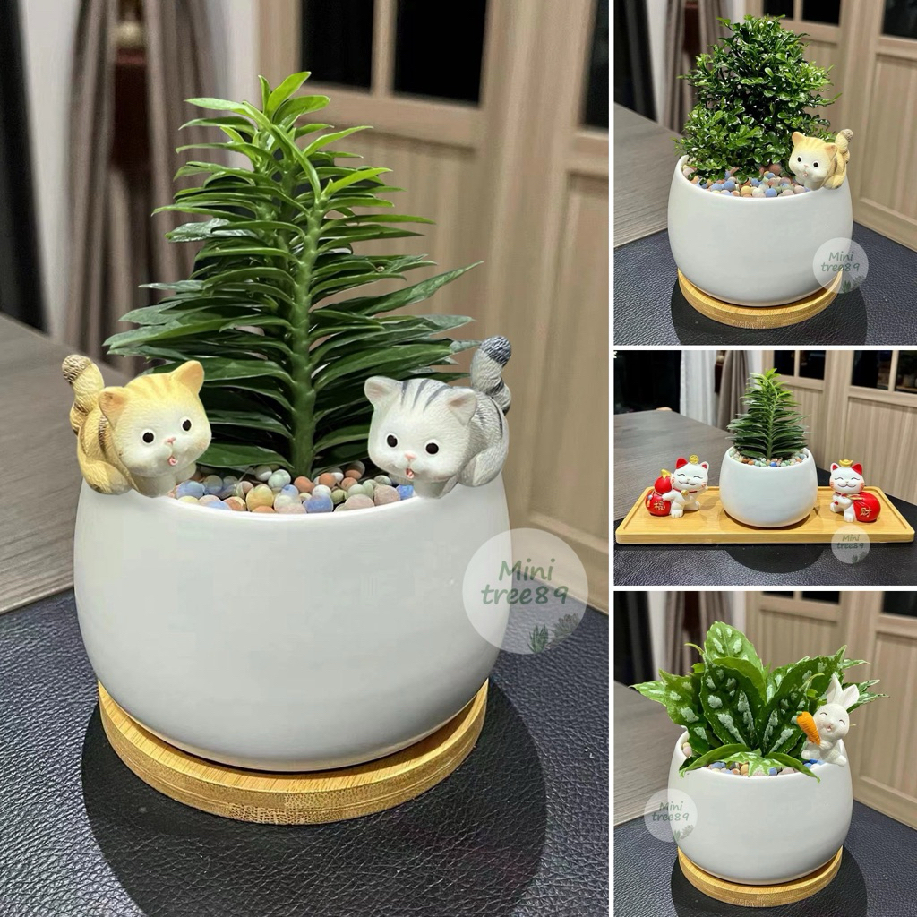 บันไดเศรษฐี /แก้วแคระ / เงินไหลมา + กระถาง+ตุ๊กตาตกแต่ง ถาดรองไม้ เม็ดดินเผา Minitree89 ไม้ฟอกอากาศ ไม้มงคล ไม่คัดเกรด A