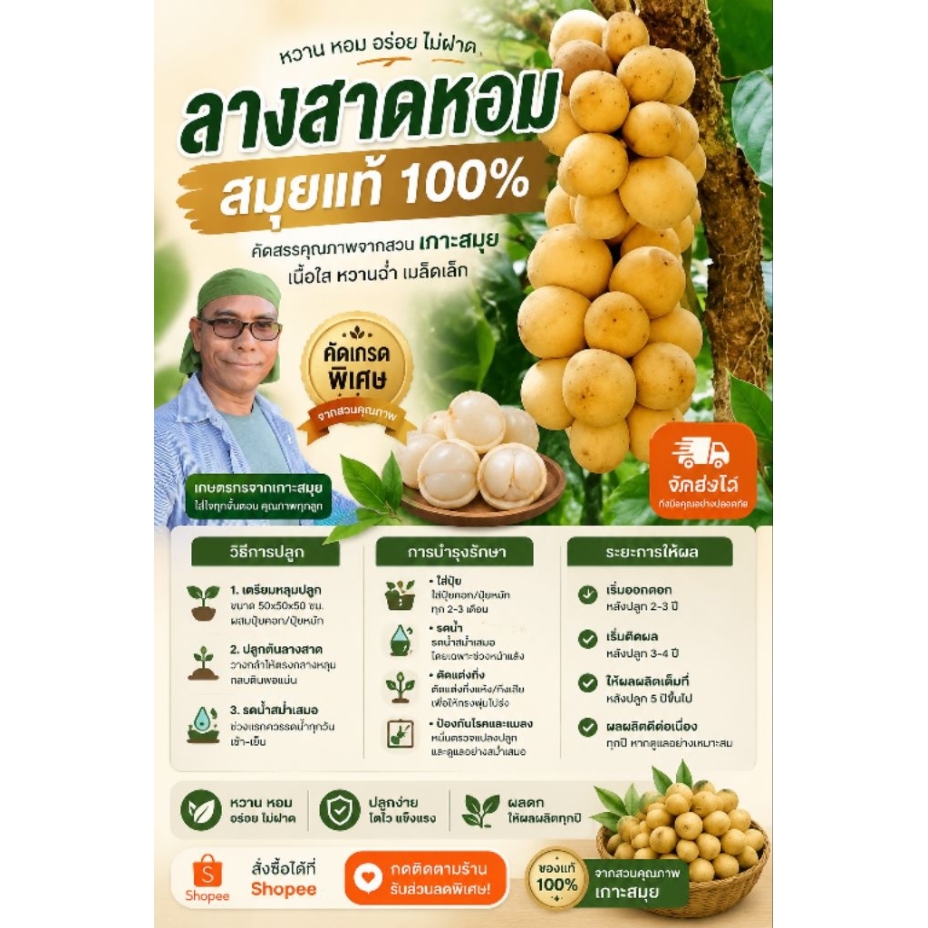 ต้นลางสาดดหอม(สายพันธุ์สมุย) แบบเสียบยอด/เพาะเมล็ด ขนาดต้นพันธุ์สูง 60-70cm.(จำนวน 1ต้น)
