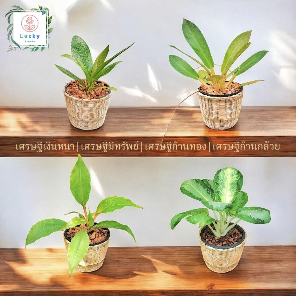 🎋เศรษฐีมีทรัพย์/เศรษฐีเงินหนา/เศรษฐีก้านทอง/เศรษฐีก้านกล้วย พร้อมกระถางสานไม้ไผ่ ขนาด 5 นิ้ว ต้นไม้มงคล ฟอกอากาศ
