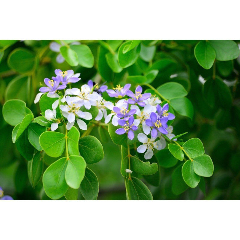 ต้นพันธุ์ ต้นแก้วเจ้าจอม ถุงดำ พร้อมปลูก 99 บาท ดอกสีม่วงดอกสวยหอม ไม้มงคล Lignum Vitage น้ำอบฝรั่ง แก้วเจ้าจอม