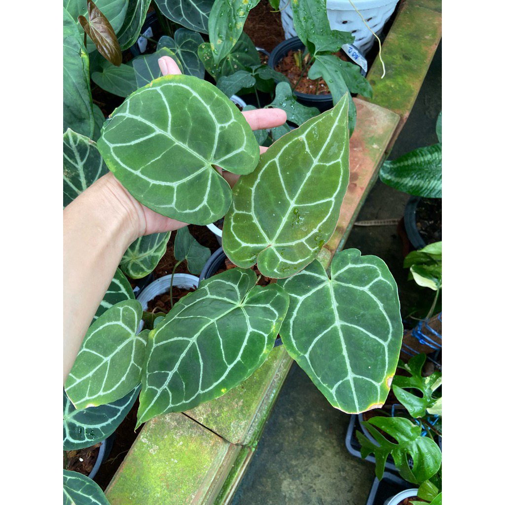 หน้าวัวใบคริสตัลรินัม(Anthurium crystallinum)หรือที่หลายคนรู้จักในชื่อหน้าวัวใบกำมะหยี่มีลักษณะเด่นที่ใบรูปหัวใจขนาดใหญ่