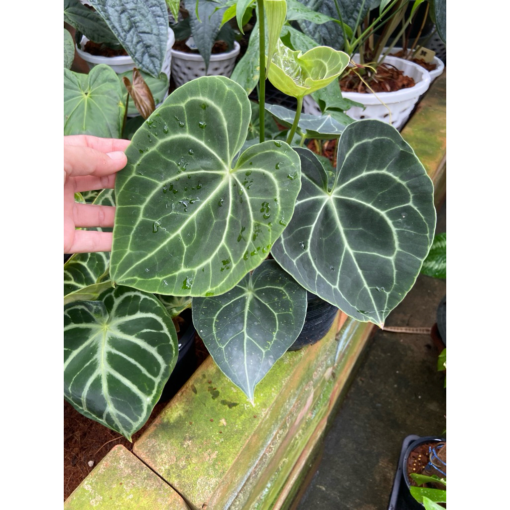 หน้าวัวใบหัวใจ (Anthurium Clarinervium) ป็นไม้ใบประดับตระกูลหน้าวัวมีจุดเด่นที่ใบรูปทรงหัวใจสีเขียวเข้มผิวสัมผัสกำมะหยี่