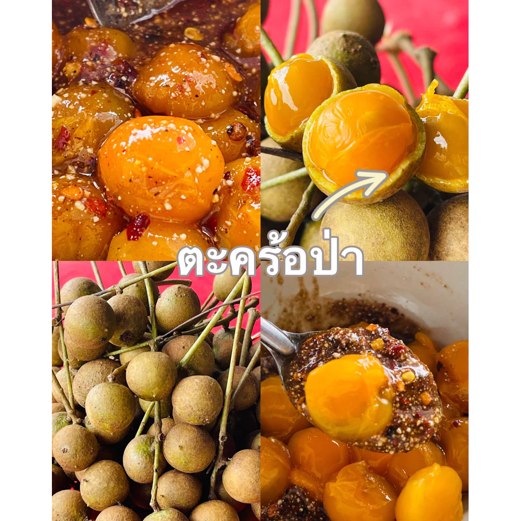ตะคร้อป่า(หมากค้อเปี้ยว)1กิโล 59฿