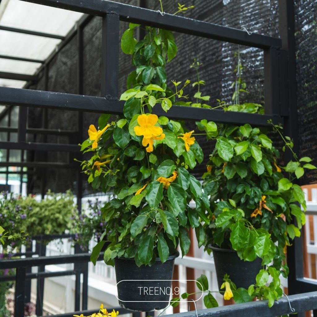 Treeno.9 T353 เหลืองชัชวาล (Cat’ Claw Creeper) กระถาง 8 นิ้ว สูง 70-80 cm ต้นไม้ประดับเลื้อย ดอกโดดเด่น สีเหลืองสวย