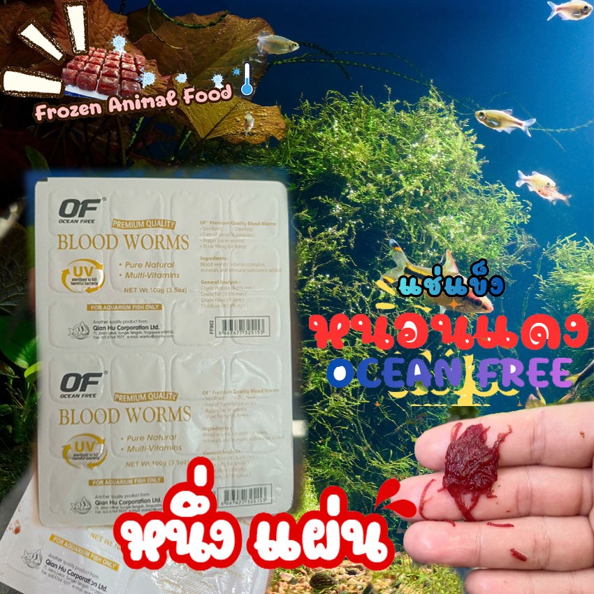ราคาพิเศษ  1 แพ็ค หนอนแดงแช่แข็ง OCEAN FREE เกรดพรีเมี่ยม หนอนตัวใหญ่ สะอาด ปราศจากปรสิตที่ทำให้เกิดโรค อาหารปลาและกุ้ง