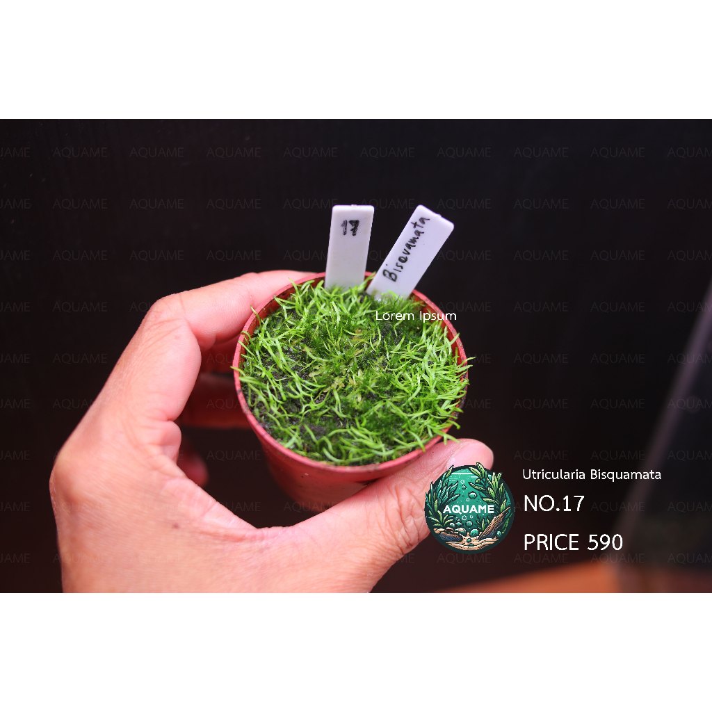 Utricularia ต้นไม้กินแมลง หลายสายพันธุ์