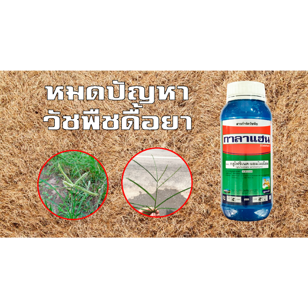 กาลาแฮน [1 ลิตร ] กลูโฟซิเนต เนื้อยามาเล ตราอูฐทองคำสูตรทนฝน ใช้เพียง150ซีซีต่อ 20 ลิตร  ยาเกรดดี ใช้ปริมาณต่ำ