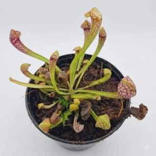 ซาราซีเนีย (สกาเล็ตเบล) พืชกินเเมลง Sarracenia 'Scarlet Belle' hybrid ( (S. leucophylla × psittacina)