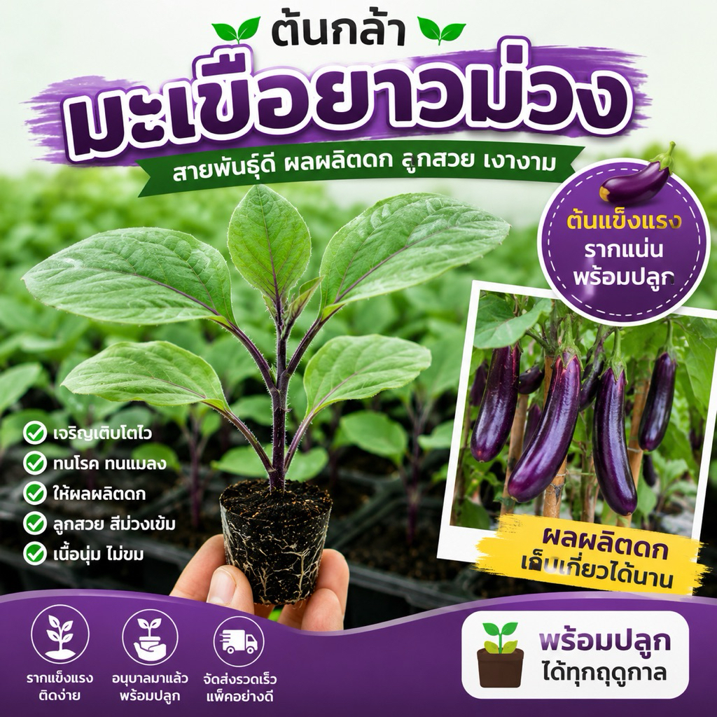 ต้นกล้ามะเขือยาวม่วง