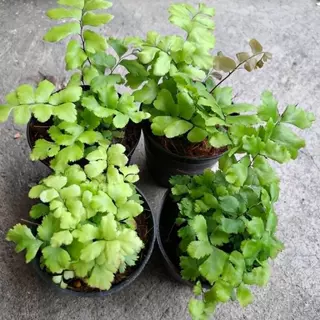 เฟิร์น รวมเฟิร์น รวมเฟริ์น หลายสายพันธุ์