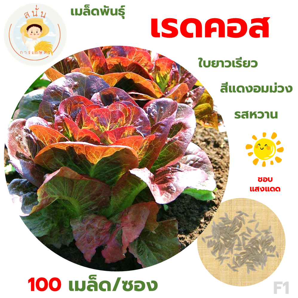 เรดคอส (Red Cos Seeds) เมล็ดพันธุ์ ผักสลัด เรดคอส ผักสลัดในกลุ่มคอส ขนาด 100 เมล็ด