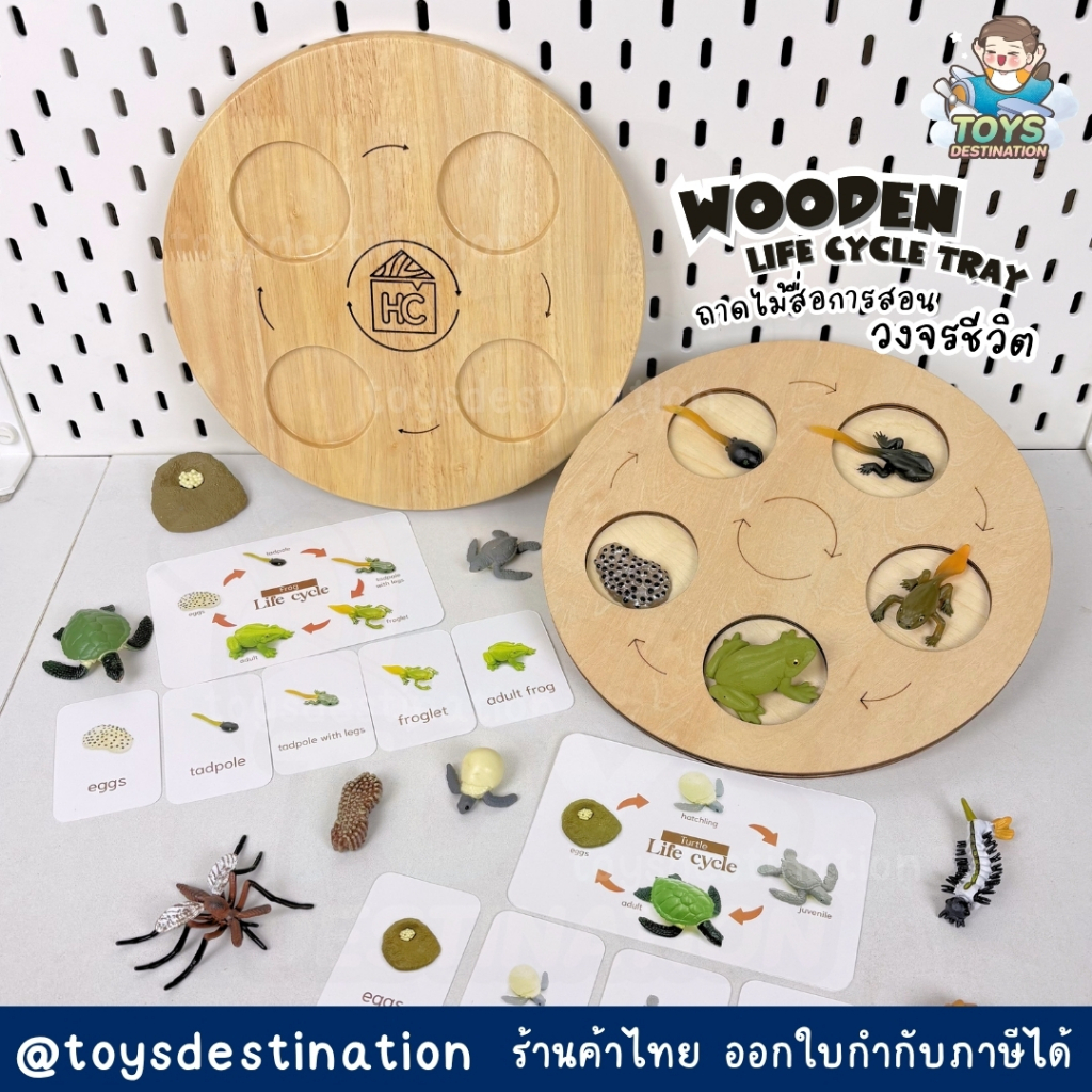 ✅พร้อมส่งในไทย✅🌱 Wooden Life Cycle Tray ถาดไม้เรียนรู้วงจรชีวิต Montessori B220901053/W2602001