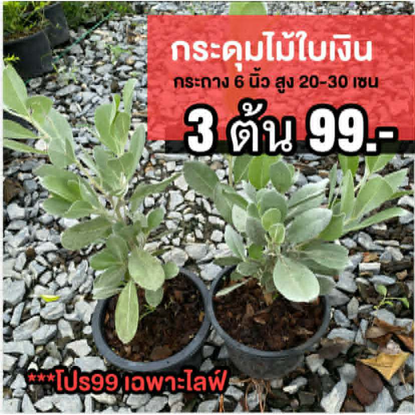 ต้นกระดุมใบเงิน ชุด 3ต้น