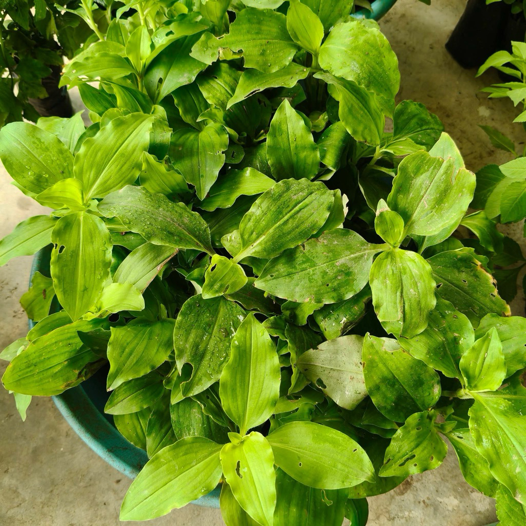 🌿 ต้นผักปราบใบมน พร้อมปลูก 🌿 5 แถม 1