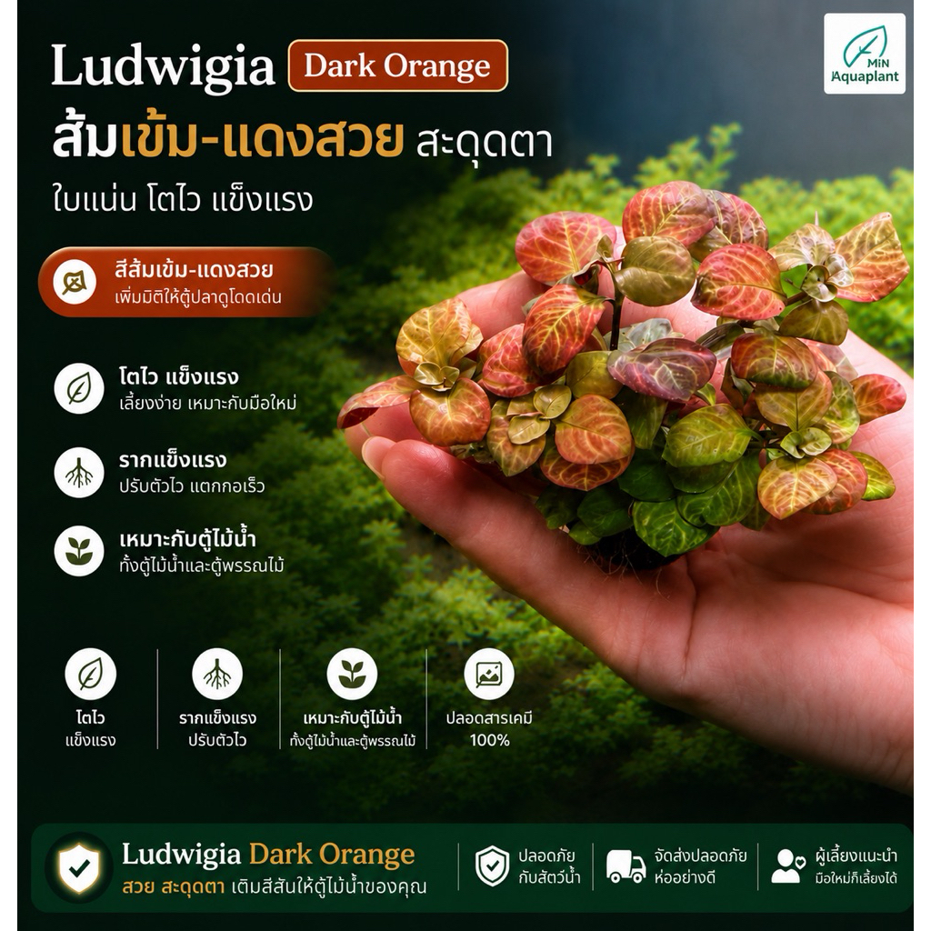 [MIN]Ludwigia dark orange ไม้น้ำกลาง-หลัง สีส้มมีลวดลาย เอาไว้สำหรับตัดสีแดงททำให้ดูไม่เบื่อ แบบwabi แค่วางจบ
