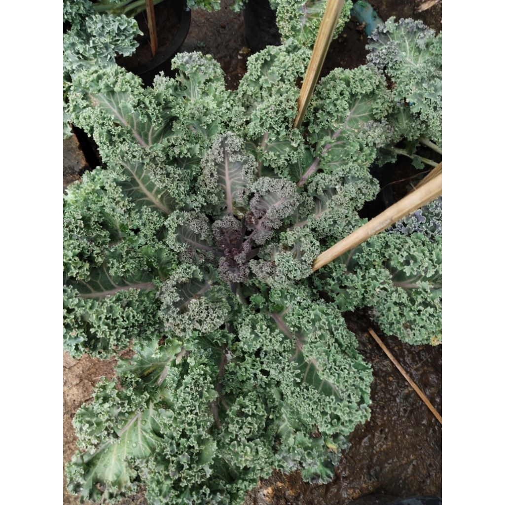 ผักเคลใบหยิก  Kale  Curly Kale