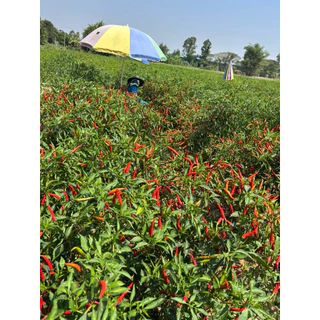 พริกเรดซูพรีม 107 (Syngenta)1ซองได้5000เมล็ด