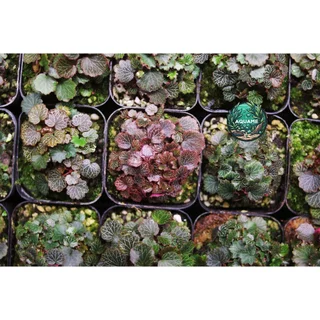 ไมโคร บีโกเนีย สตอเบอรี่ (Micro Strawberry Begonia) ต้นไม้ชื้น บีโกเนีย ขนาดจิ๋วที่สุด สุ่มต้น สวยทุกต้น