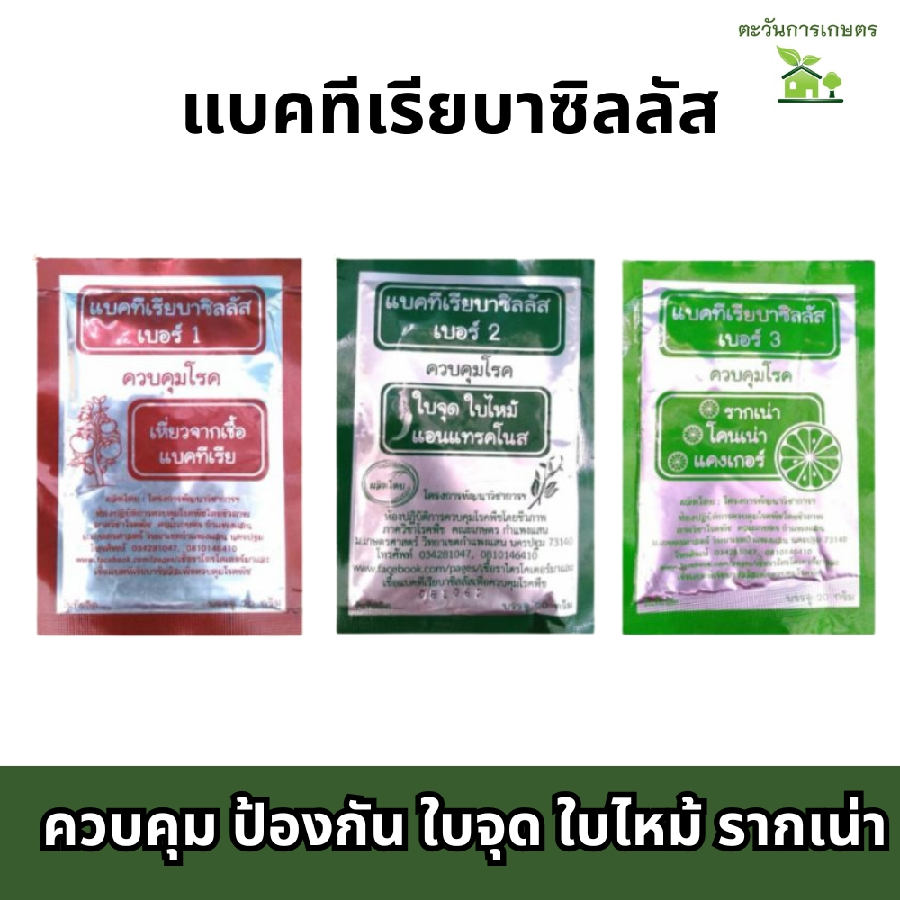 บีเอส​ bs​ บาซิลลัส​ รักษาโรคพืชจากแบคทีเรีย