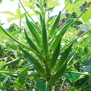เมล็ดพันธุ์กระเจี๊ยบเขียว 20 เมล็ด งอกเร็ว โตไว ปลูกง่ายในดินทั่วไป vegetable seeds OKRA SEEDS