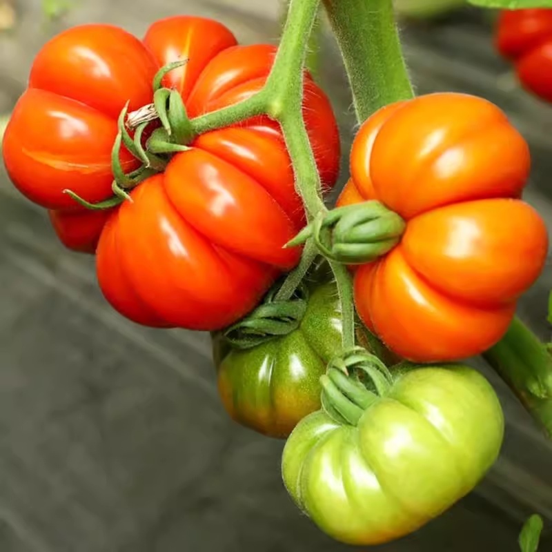 มะเขือเทศฟักทอง เมล็ดพันธุ์คุณภาพ 300-350 เมล็ด Pearl Tomato Seeds