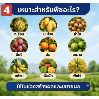 ปุ่ยตราหัววัว-คันไถ 13-13-21 ปุ๋ยเคมี เเท้💯 ลุงหนูฟาร์มบำรุงผล บำรุงดอก 100 300 500 g. 1 kg. กรัม ก.